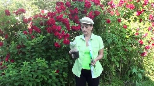 Как подготовить плетистые розы к зиме. Обрезка на зиму