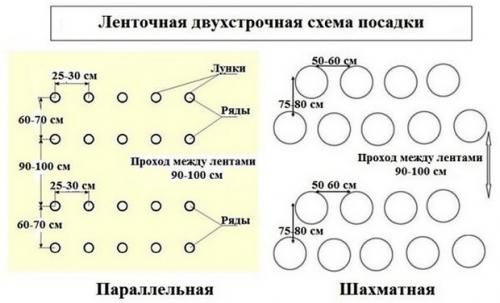 Совместимость растений на грядке и в огороде: как создать гармоничное пространство 09 Совместимость растений на грядке и в огороде: как создать гармоничное пространство 09