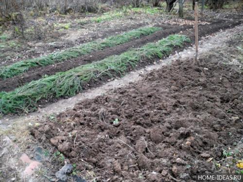 Что сажают под зиму на огороде? 01