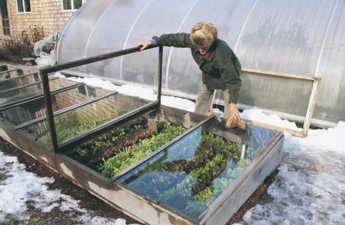 Какие цветы можно сажать под зиму. 12 цветов, которые можно посадить осенью под зиму + Правила посадки