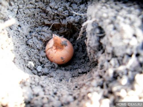 Что сажают под зиму на огороде? 02