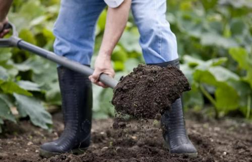 Какие цветы можно сажать под зиму. 12 цветов, которые можно посадить осенью под зиму + Правила посадки