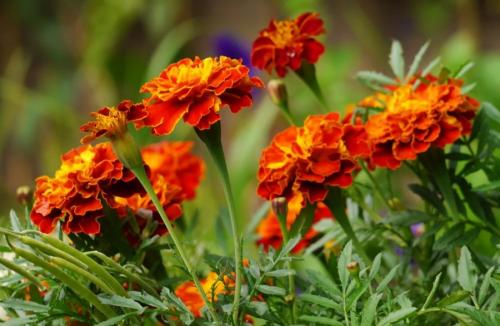 Какие цветы можно сажать под зиму. 12 цветов, которые можно посадить осенью под зиму + Правила посадки