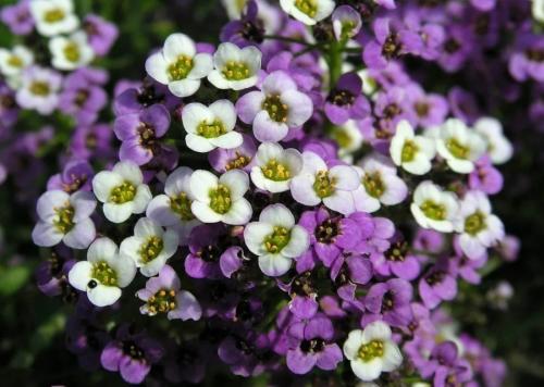 Какие цветы можно сажать под зиму. 12 цветов, которые можно посадить осенью под зиму + Правила посадки