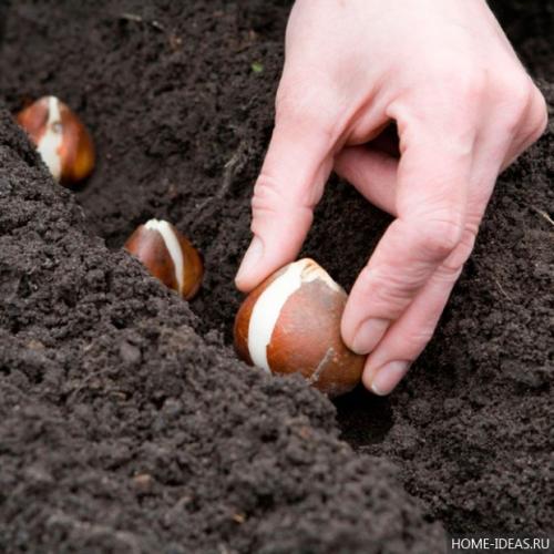 Что сажают под зиму на огороде? 04