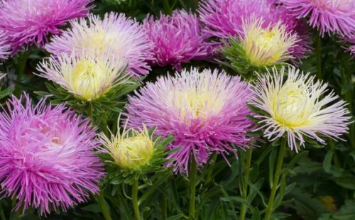 Какие цветы можно сажать под зиму. 12 цветов, которые можно посадить осенью под зиму + Правила посадки