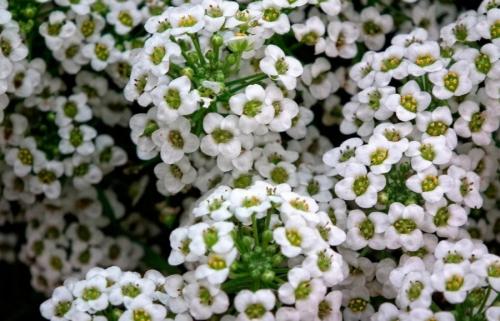 Какие цветы можно сажать под зиму. 12 цветов, которые можно посадить осенью под зиму + Правила посадки