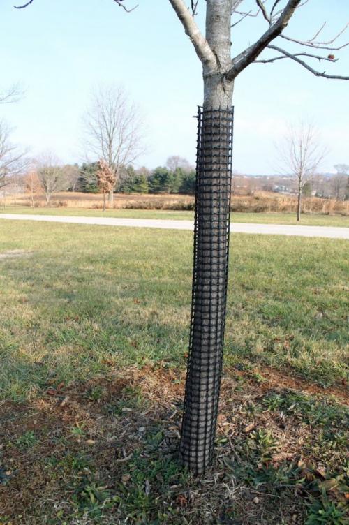 Можно ли использовать звуковые приманки для защиты сада от мышей зимой. Виды защиты, эффективные от мышей