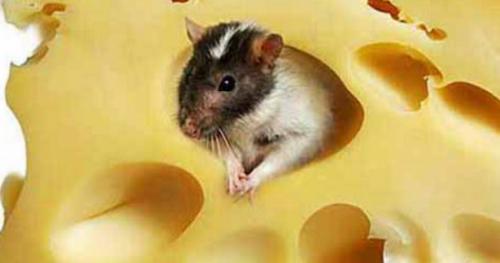 Как избавиться от мышей в подвале. Как избавиться от мышей в погребе с картошкой: средства и способы борьбы