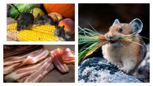 Какие продукты питания могут привлечь мышей в сад зимой. Какие приманки лучше положить в мышеловку