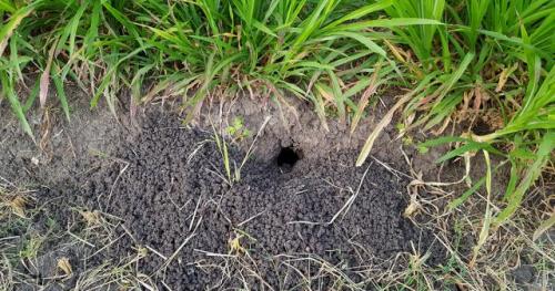 Как предотвратить появление мышей на даче. Признаки присутствия грызунов