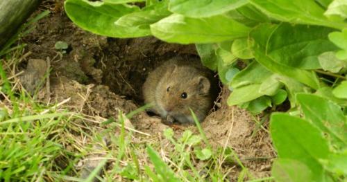 Как предотвратить появление мышей на даче. Признаки присутствия грызунов