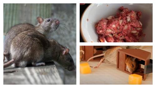 Какие продукты питания могут привлечь мышей в сад зимой. Какие приманки лучше положить в мышеловку