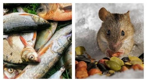 Какие продукты питания могут привлечь мышей в сад зимой. Какие приманки лучше положить в мышеловку