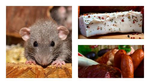 Какие продукты питания могут привлечь мышей в сад зимой. Какие приманки лучше положить в мышеловку