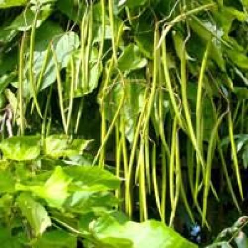 Какие виды зелени можно посеять под зиму. Какую зелень сажают под зиму 04