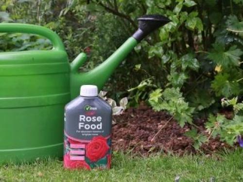 Уход за розами с весны до осени. Весна 08