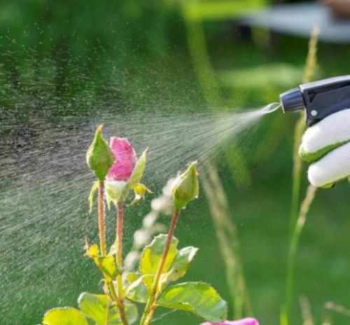 Подготовка плетистых роз к зиме. Обработка от болезней и вредителей