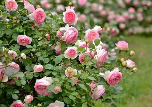 Подготовка роз к зиме в октябре. Уход за розами осенью. Подготовка к зиме — обрезка, подкормка, укрытие кустов