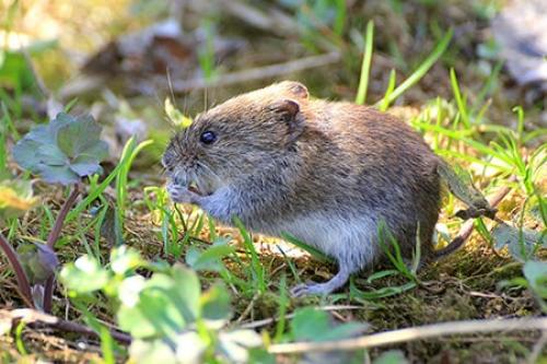 Устранение проблемы: как избавиться от мышей на своем участке 09 Устранение проблемы: как избавиться от мышей на своем участке 09