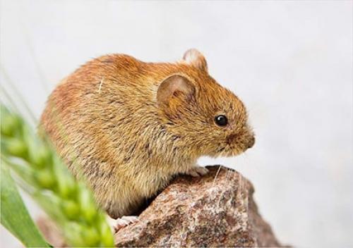 Устранение проблемы: как избавиться от мышей на своем участке 08 Устранение проблемы: как избавиться от мышей на своем участке 08