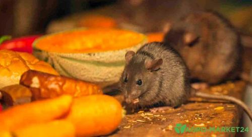 Устранение проблемы: как избавиться от мышей на своем участке 02 Устранение проблемы: как избавиться от мышей на своем участке 02