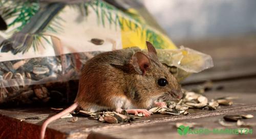 Устранение проблемы: как избавиться от мышей на своем участке 01 Устранение проблемы: как избавиться от мышей на своем участке 01