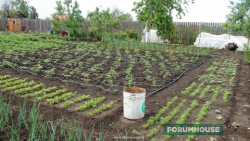 Капельный полив на даче. Капельный полив: капельницы, спринклеры, микроразбрызгиватели