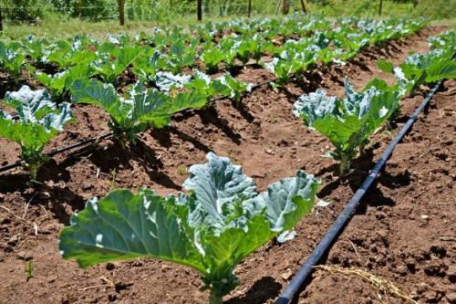 Капельный полив на даче. Капельный полив: капельницы, спринклеры, микроразбрызгиватели