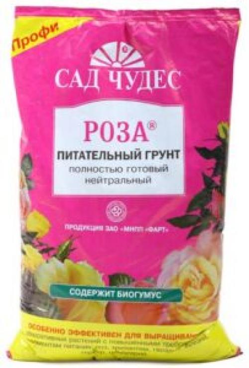 Уход за комнатной розой. Что делать с комнатной розой сразу после покупки