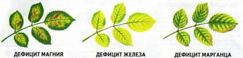 Как ухаживать за розой зимой. Роза домашняя, как ухаживать зимой?