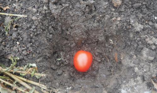 Что посеять под зиму на своем участке. Подготовка грядок 01