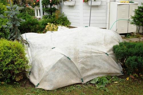 Как укрыть розы на зиму простым способом. 10 лучших вариантов чем и как укрыть розы на зиму в 2022 году