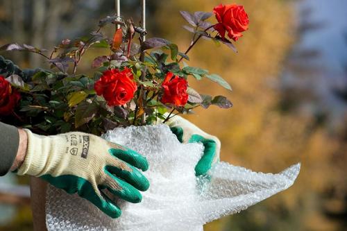 Как укрыть розы на зиму простым способом. 10 лучших вариантов чем и как укрыть розы на зиму в 2022 году