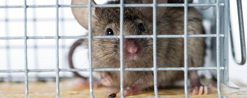 Безжалостный план: как избавиться от мышей навсегда 05 Безжалостный план: как избавиться от мышей навсегда 05