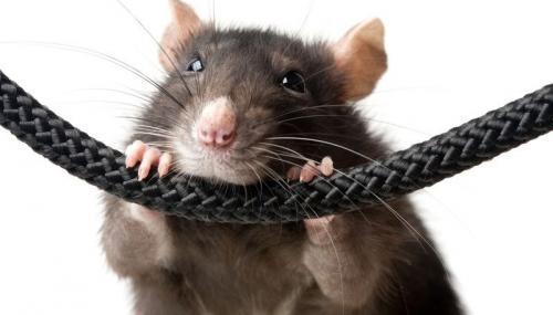 Как избавиться от мышей в подвале. Как избавиться от мышей в погребе с картошкой: средства и способы борьбы