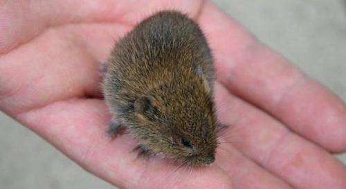 Как избавиться от мышей в подвале. Как избавиться от мышей в погребе с картошкой: средства и способы борьбы