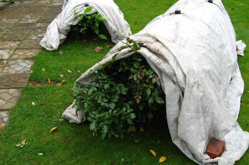 Как укрыть розы на зиму простым способом. 10 лучших вариантов чем и как укрыть розы на зиму в 2022 году