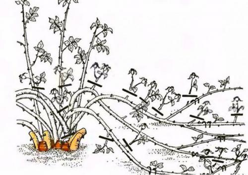 Когда обрезать розы на зиму украина. Как обрезать розы разных сортов