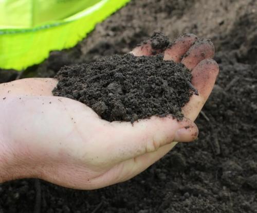 Какие цветы можно сажать под зиму. 12 цветов, которые можно посадить осенью под зиму + Правила посадки