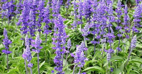 Какие пряные травы сажают под зиму. Многолетние пряные травы