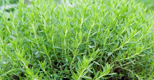 Какие пряные травы сажают под зиму. Многолетние пряные травы