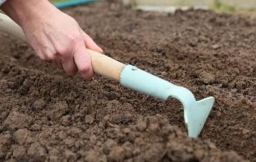 Какие цветы можно сажать под зиму. 12 цветов, которые можно посадить осенью под зиму + Правила посадки