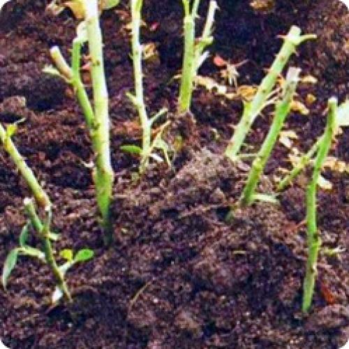 Как ухаживать за розами зимой. О ЧЕМ ВАЖНО ПОМНИТЬ ПРИ ПОДГОТОВКЕ РОЗ К ЗИМЕ