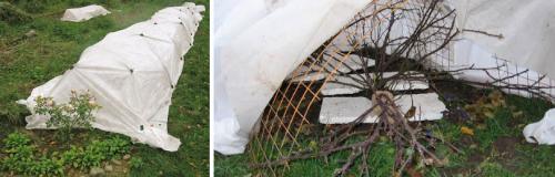 Как ухаживать за розами зимой. О ЧЕМ ВАЖНО ПОМНИТЬ ПРИ ПОДГОТОВКЕ РОЗ К ЗИМЕ