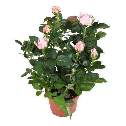 Как ухаживать за розами. Добавление статьи в новую подборку 04