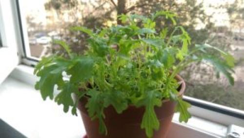 Какую зелень можно посадить на подоконнике. 9 видов полезной зелени на подоконнике, выращиваем к Новому году!