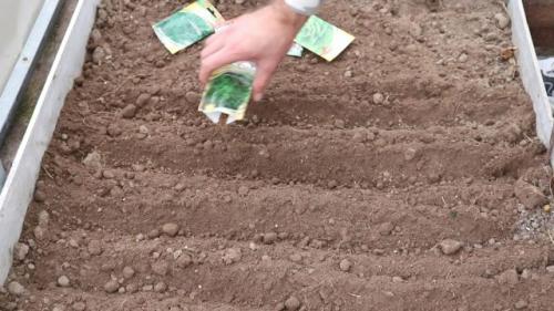 Посадка зелени под зиму в теплице. Посадка семян под зиму в теплице: пошаговая инструкция