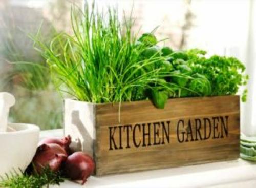 Какую зелень можно посадить на подоконнике. 9 видов полезной зелени на подоконнике, выращиваем к Новому году!