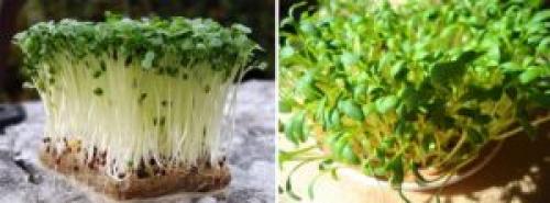 Какую зелень можно посадить на подоконнике. 9 видов полезной зелени на подоконнике, выращиваем к Новому году!